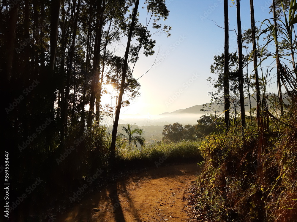 Fototapeta premium sunset in the forest