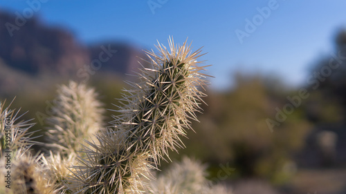 Cacti and cactus