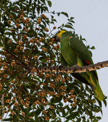 Perrot  photo