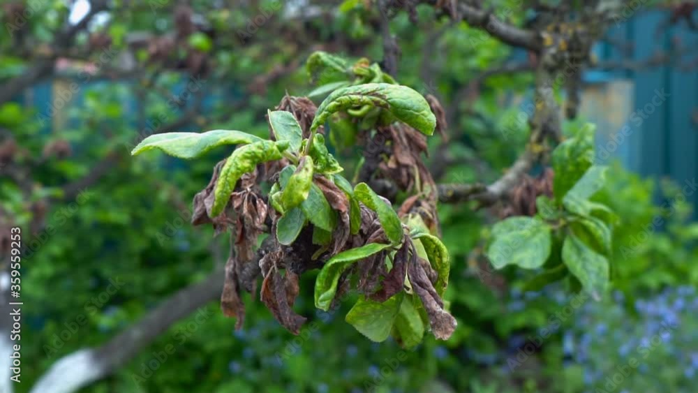 Necrosis of the leaves of fruit trees. Dead leaf tissue of fruit trees after aphid invasion of harmful insects Necrosis of the leaves of fruit trees. Dead leaf tissue of fruit trees after aphid invasion of harmful insects