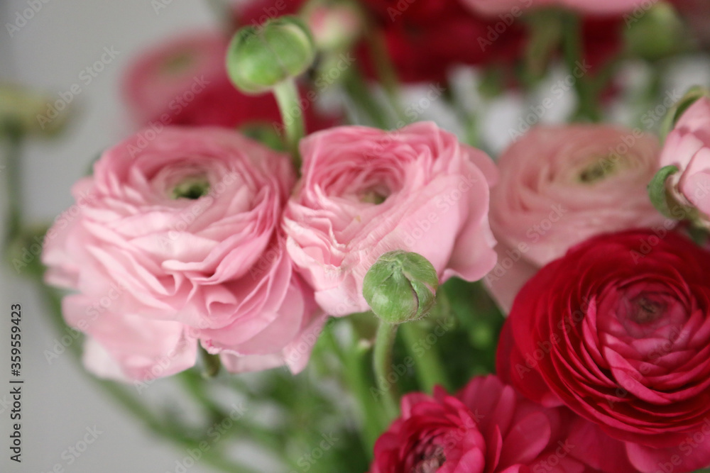 Closeup of pink Ranunculi flowers with leaves and buds