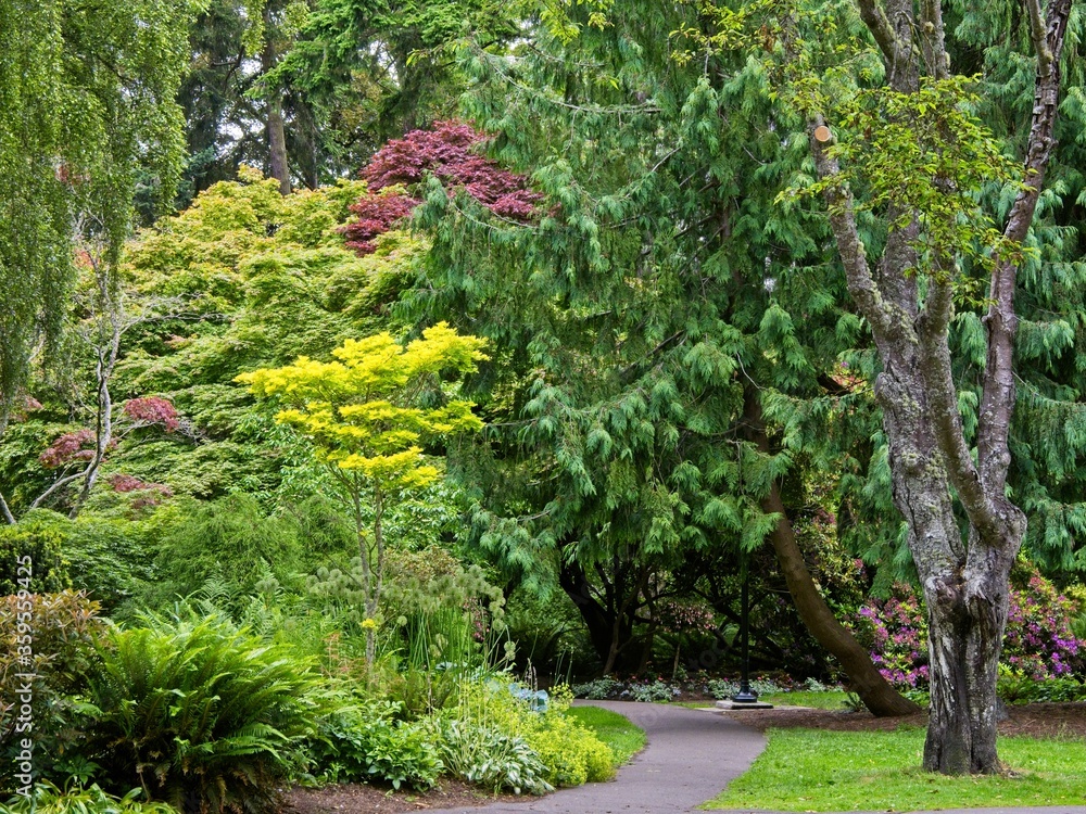 Walkway in the Beacon Hill park, Victoria BC Walkway in the Beacon Hill park, Victoria BC