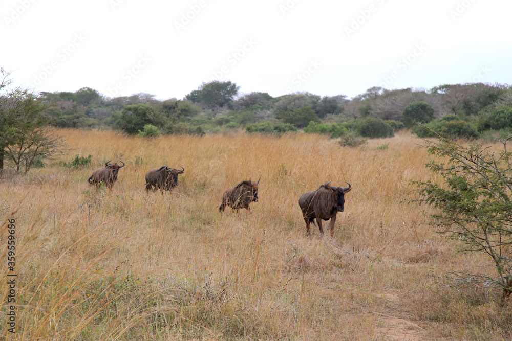 A Group of Wildebeest keep close while they Roam