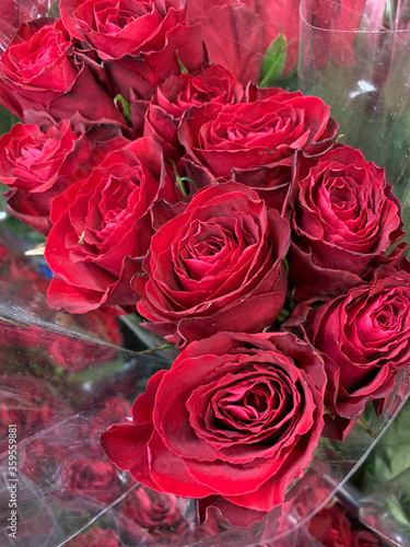 Closeup of beautiful bunch of red roses