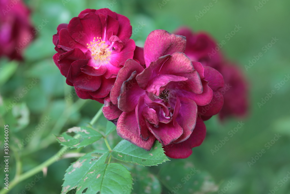 A Close up of Rose flower