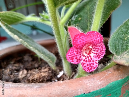 kohleria amabilis pink flower photo