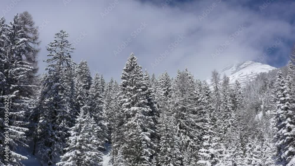 snow covered forest snow covered forest