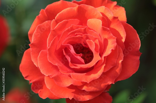 A Close up of Rose flower