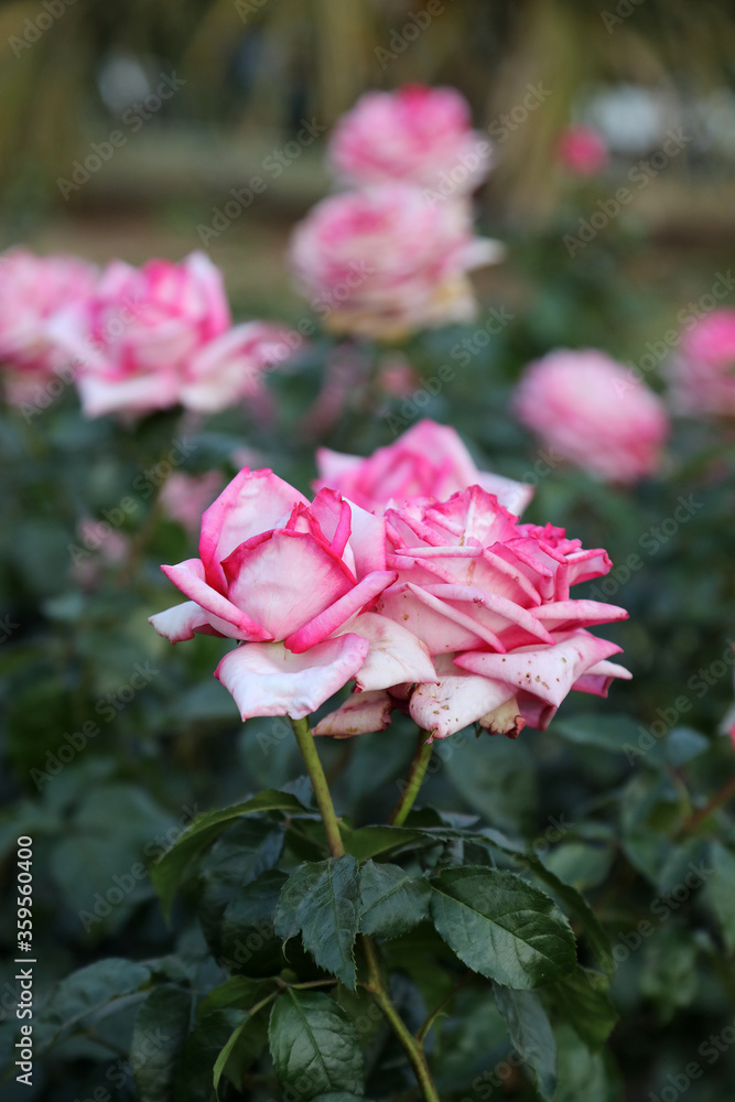 Beautiful pink roses in outdoor garden setting surrounded by green leaves and foliage Beautiful pink roses in outdoor garden setting surrounded by green leaves and foliage