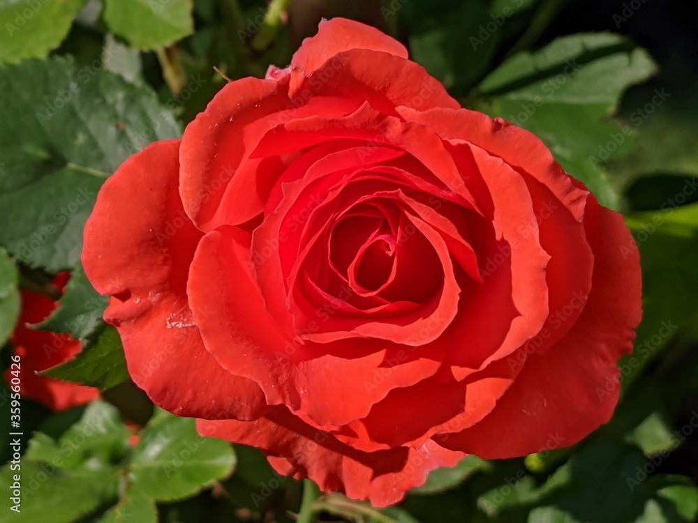 A Close up of Rose flower