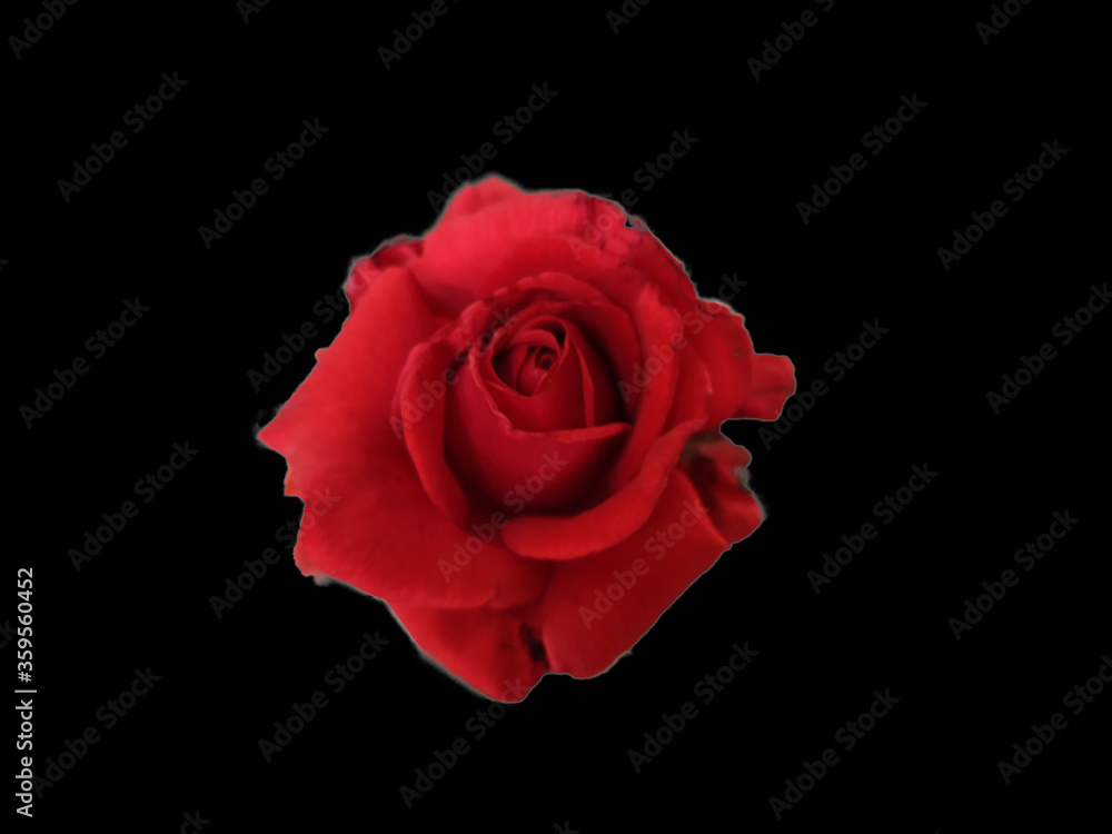 single red rose on a black background