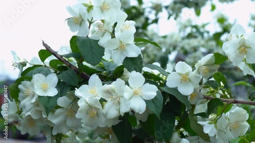 Branch of a beautiful tree bush during the flowering of jasmine. White flower with spraying. Footage shot in 4k with natural daylight photo