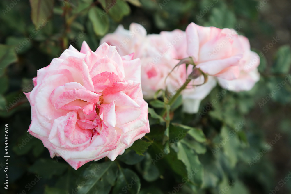 Beautiful pink roses in outdoor garden setting surrounded by green leaves and foliage Beautiful pink roses in outdoor garden setting surrounded by green leaves and foliage