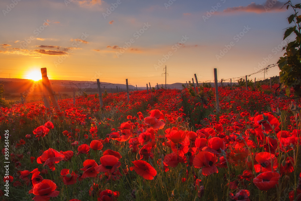 Vineyards and red poppies. Very beautiful sunset with red poppies in the vineyards. - obrazy, fototapety, plakaty 