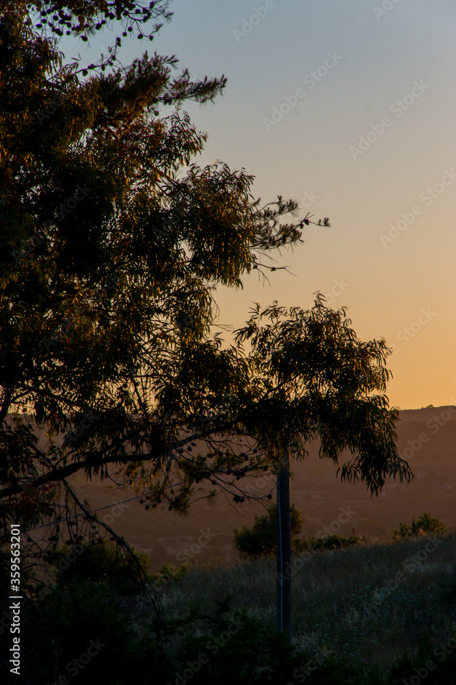 Obraz premium sunset and trees