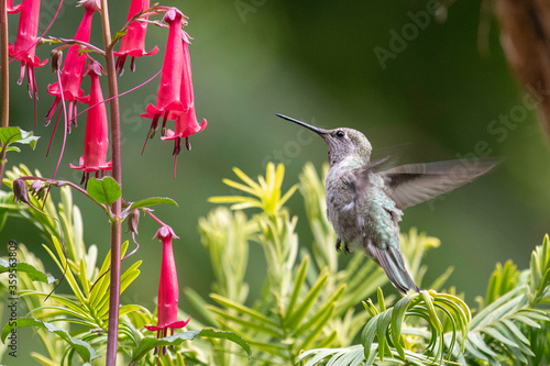 Anna’s hummingbird feeding on flower