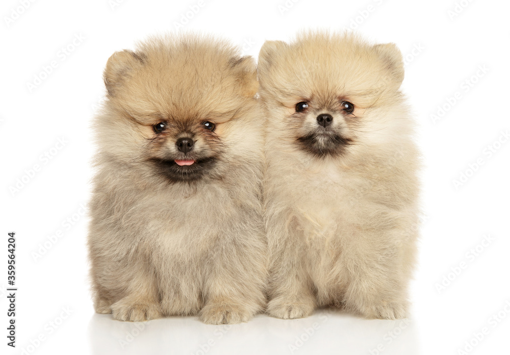 Cute Pomeranian Spitz puppies Cute Pomeranian Spitz puppies