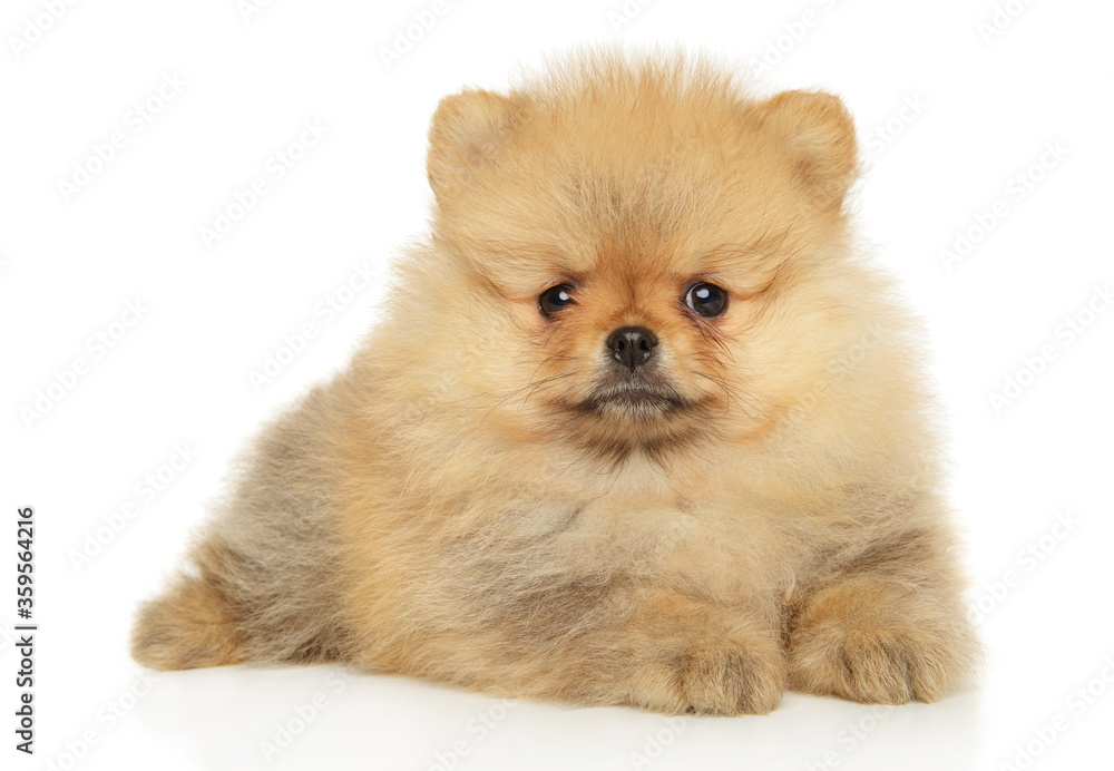 Pomeranian puppy graceful lying