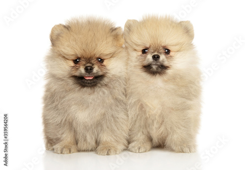 Cute Pomeranian Spitz puppies © jagodka