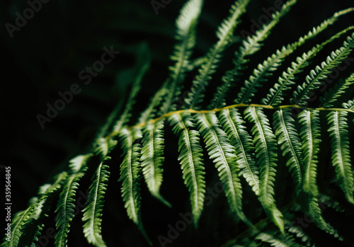 Close up fern leafs in the forest. Green palette. Jungle nature concept. Sunny day. Shadows on plant. Rain forest. Copy space