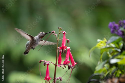 Anna’s hummingbird with flower