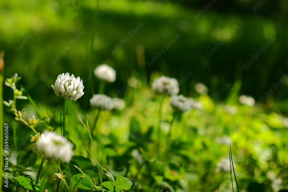 Small white flower in green grass and shadows Small white flower in green grass and shadows