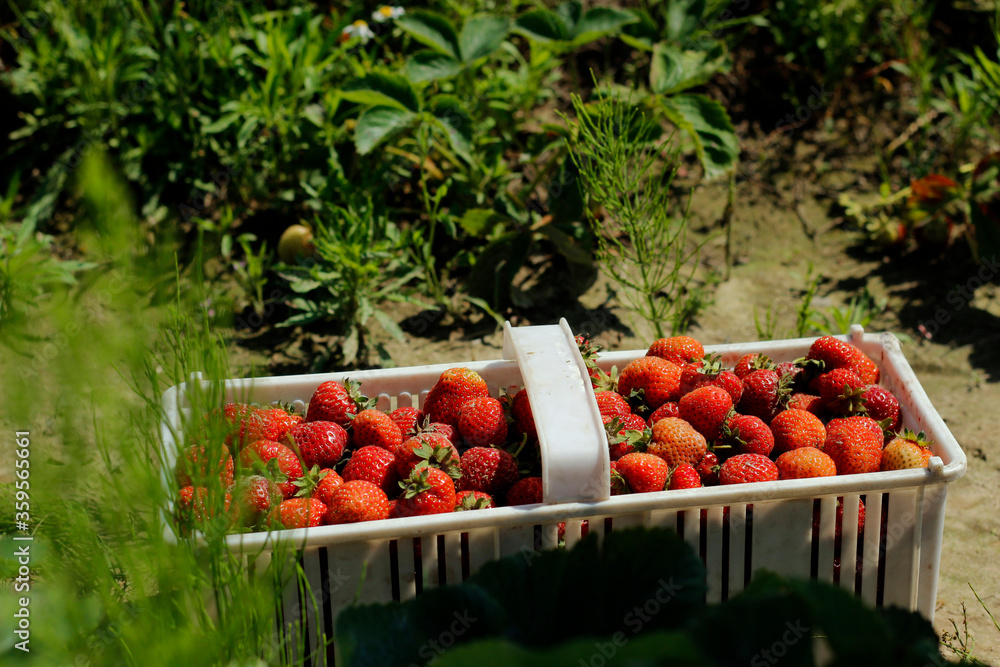 Εκτύπωση καμβά agritourism, working in the field. Collecting fruits.