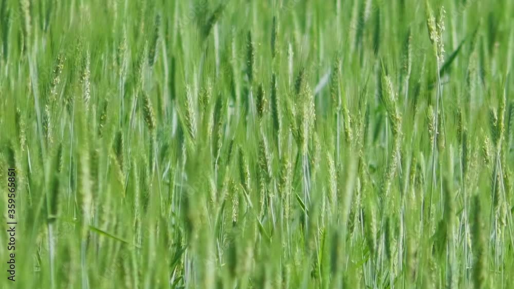 A farm field with young green growing wheat is close by. Agricultural early years of wheat cereals. A farm field with young green growing wheat is close by. Agricultural early years of wheat cereals.