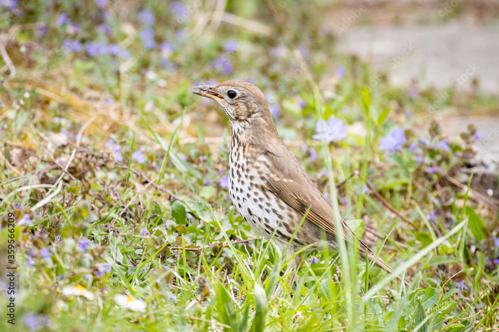 Fototapeta premium Song Thrush (Turdus philomelos)