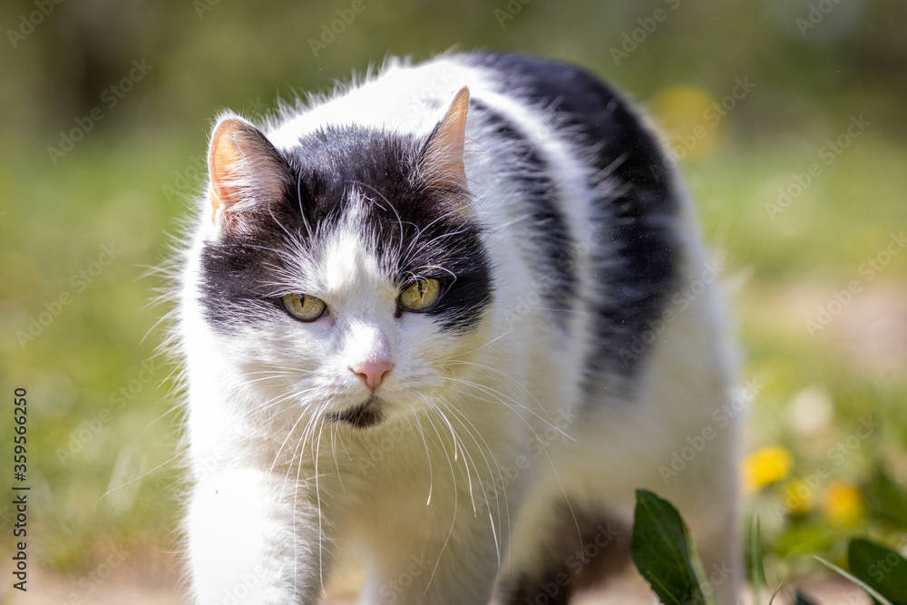 White-Black cat closeup portrait