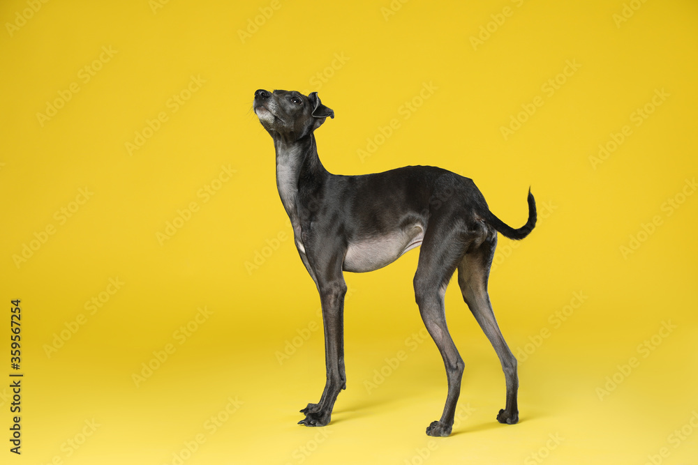 Obraz premium Cute Italian Greyhound dog on yellow background