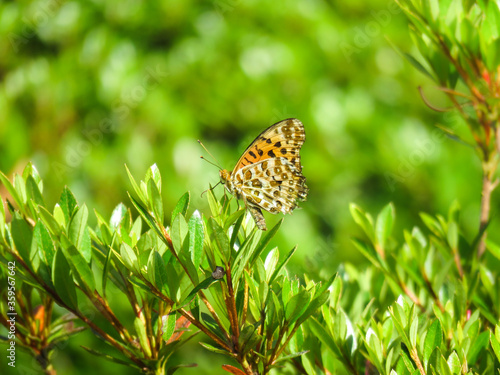 Argynnis_hyperbius_001 photo