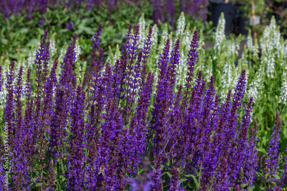 Naklejka premium Blooming sage of lilac and white color grows in the garden