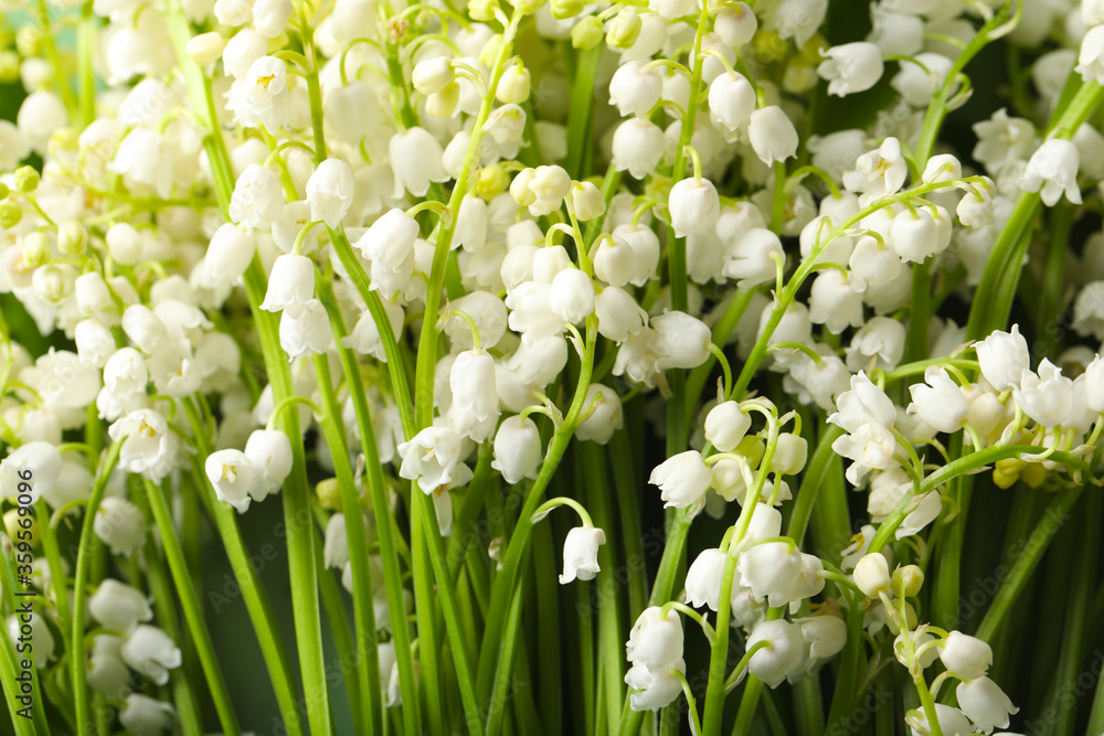 Fototapeta premium Beautiful aromatic lily of the valley flowers as background, closeup