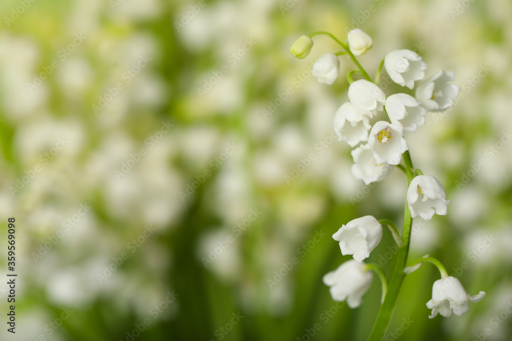 Beautiful lily of the valley on blurred background, closeup. Space for text Beautiful lily of the valley on blurred background, closeup. Space for text