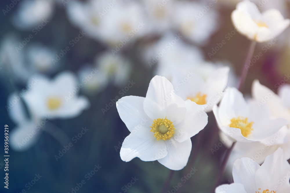 Beautiful blossoming Japanese anemone flowers outdoors on spring day Beautiful blossoming Japanese anemone flowers outdoors on spring day