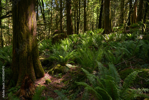 Pacific Northwest Forest Sunshine. A lush, temperate rainforest floor of the Pacific Northwest.