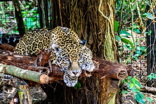 Photography Jaguar in Belize jungle