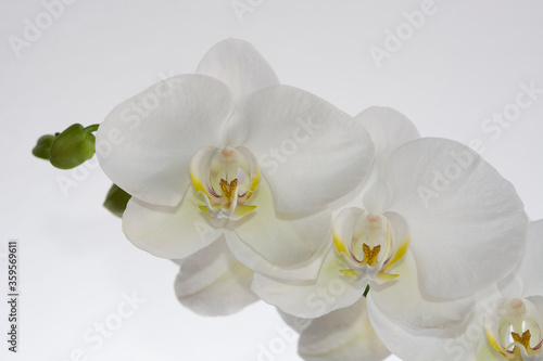 White phalaenopsis orchid blooming