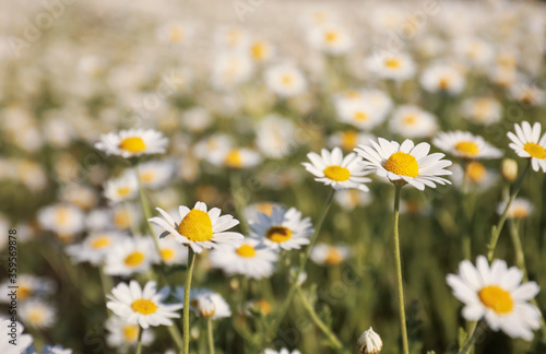 Closeup view of beautiful chamomile field on sunny day