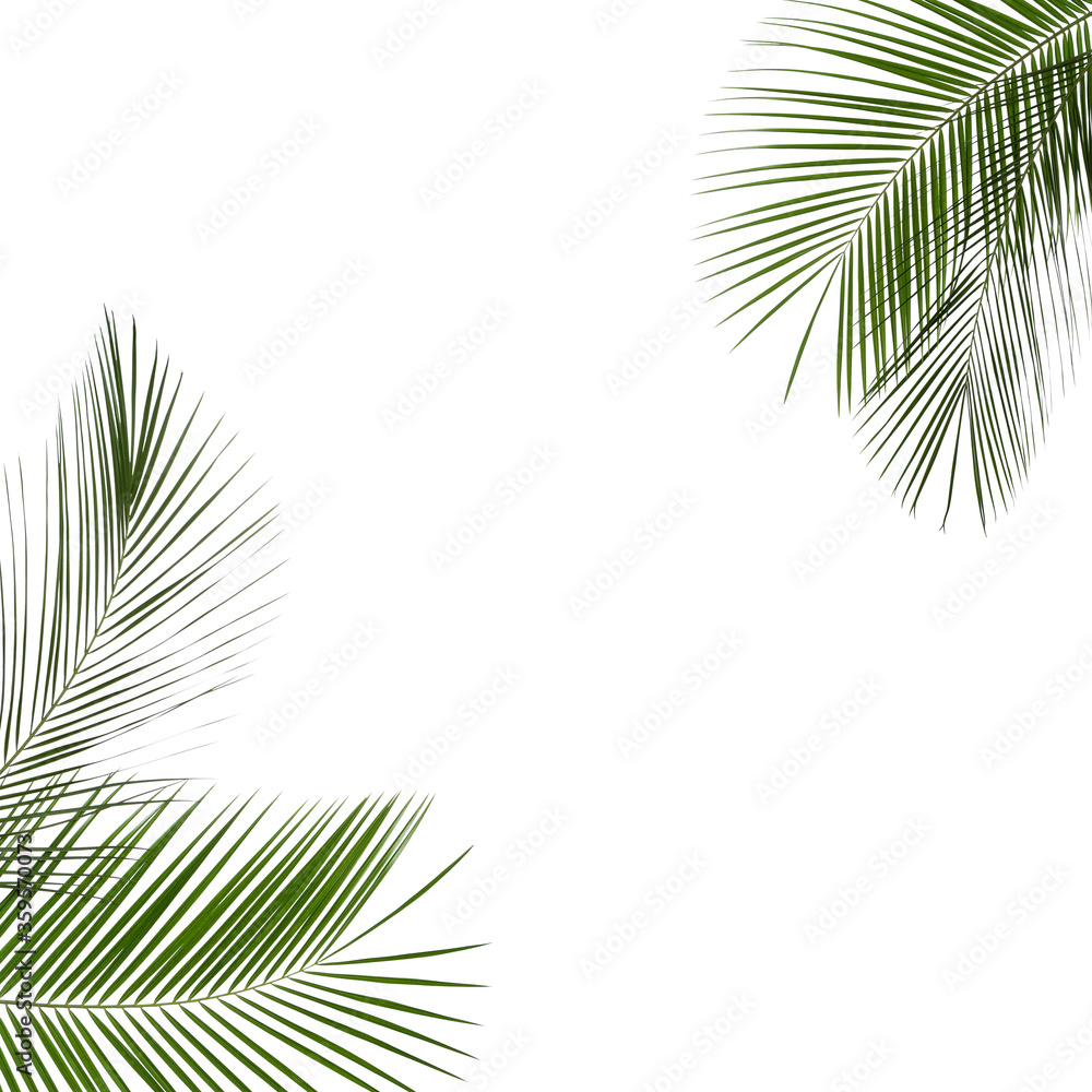 Obraz premium Frame made of beautiful lush tropical leaves on white background