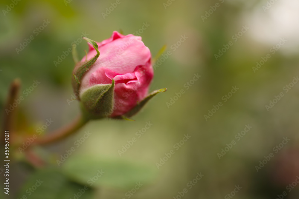 Beautiful pink rose bud outdoors, closeup. Space for text