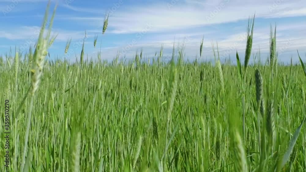 Landscape is agricultural fields with the young green of the growing wheat. Agricultural early years of wheat cereals on the sky horizon. Landscape is agricultural fields with the young green of the growing wheat. Agricultural early years of wheat cereals on the sky horizon.