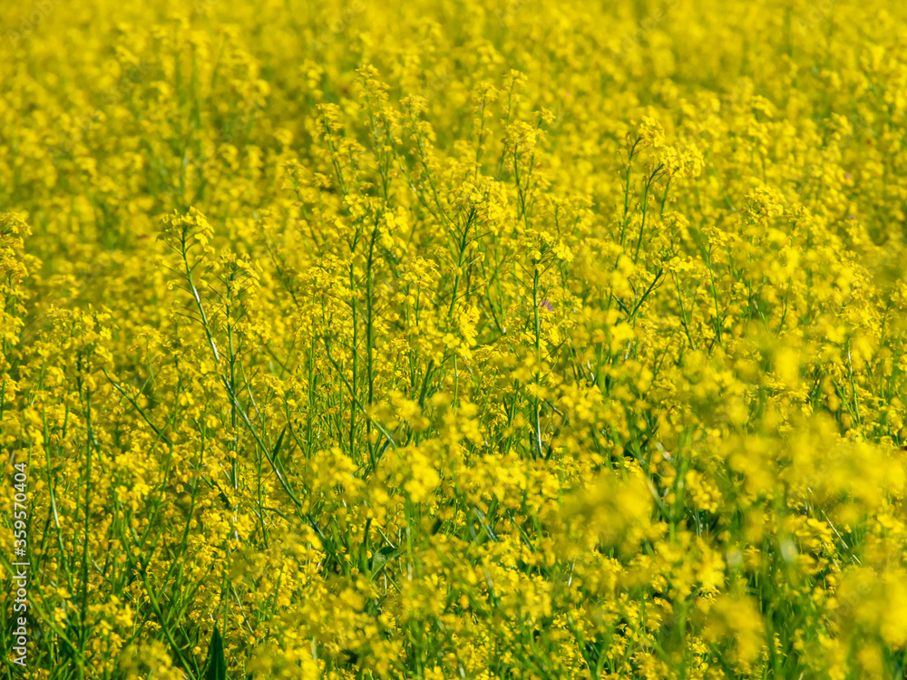 Beautiful summer field with blooming yellow flowers, yellow background. Beautiful summer field with blooming yellow flowers, yellow background.