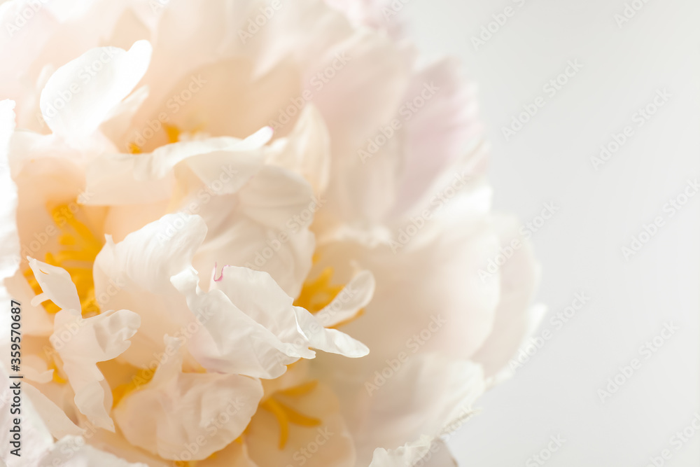 Beautiful blooming white peony on light background, closeup