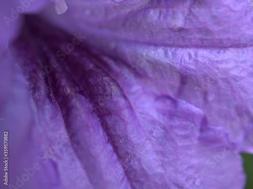 Closeup purple petal of ruellia toberosa (wild petunia )flower with blurred ,macro image and soft focus for background, sweet color for card design