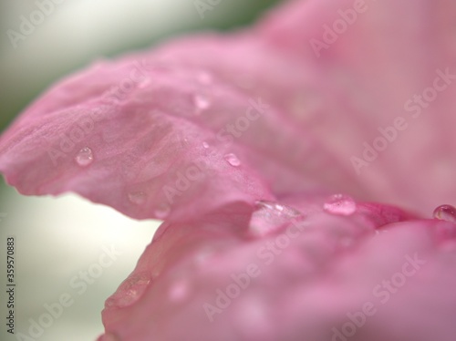 Closeup pink petal of ruellia toberosa  wild petunia  flower with water drops blurred  macro image and soft focus for background  sweet color for card design