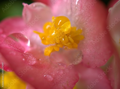 Closeup petals pink begonia flowers in garden with water drops and blurred background ,sweet color for card design ,detail macro image ,soft focus