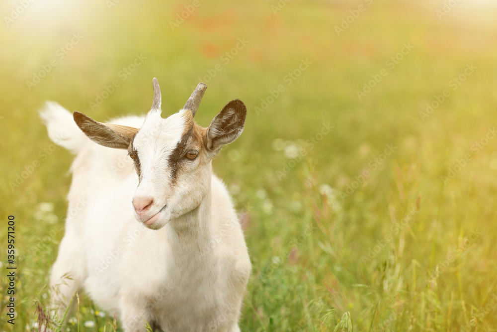 Cute goat in field on sunny day, space for text. Animal husbandry Cute goat in field on sunny day, space for text. Animal husbandry