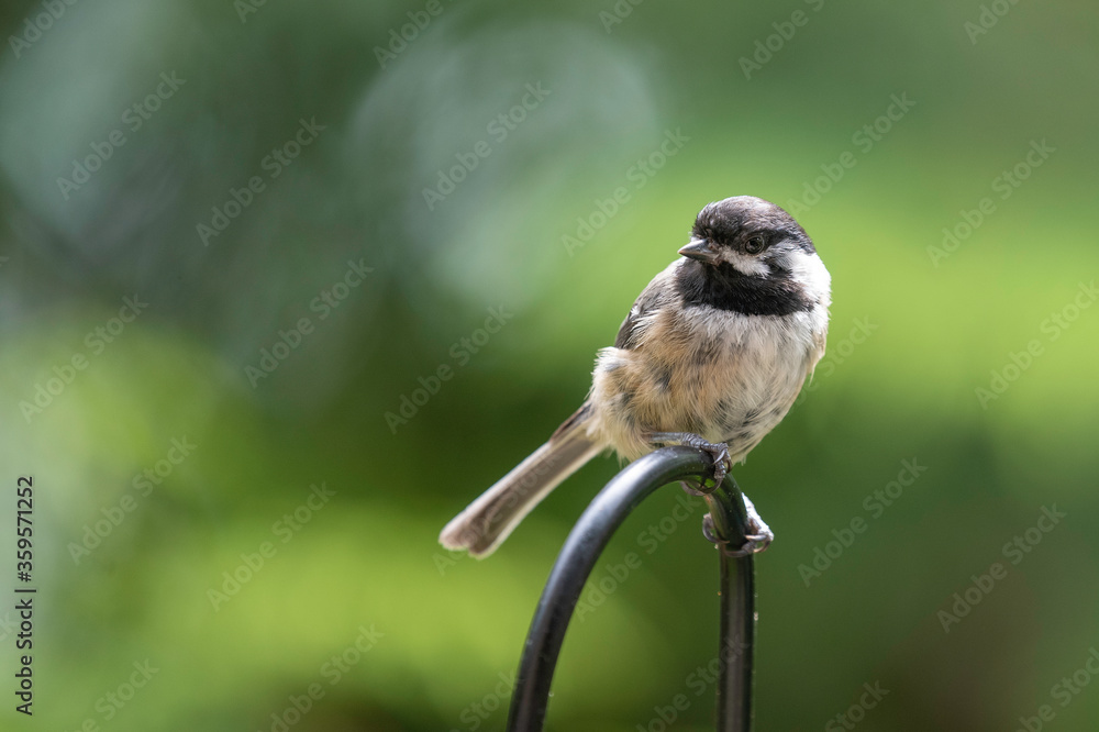 Naklejka premium Juvenile Black Capped Chickadee